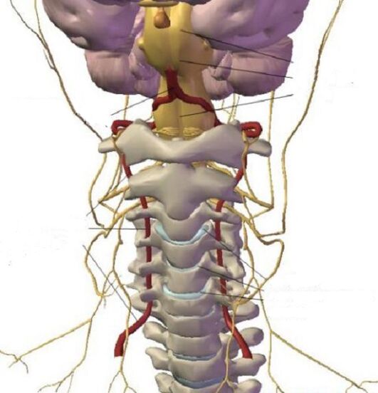 La estructura de la región cervical